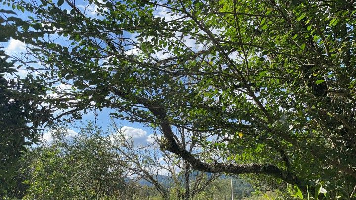 Chácara de 3 ha em Rolante, RS