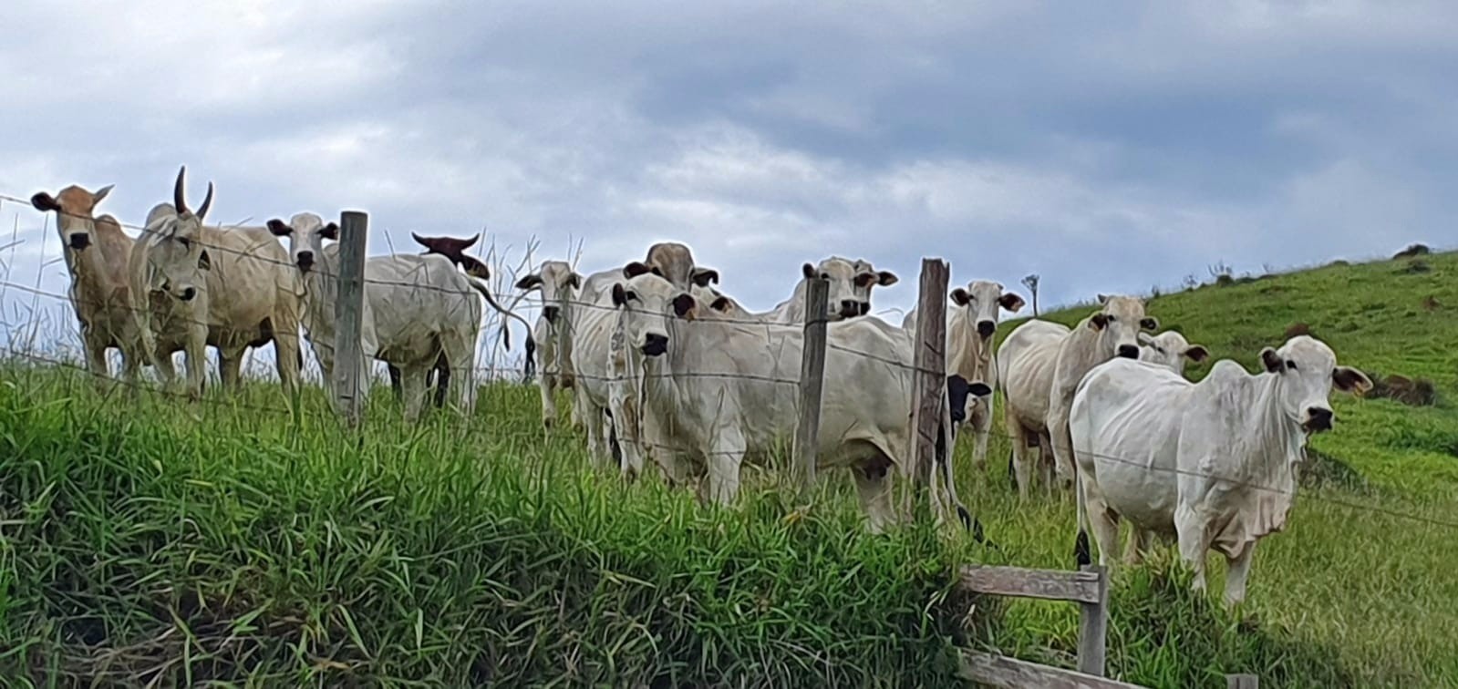 Fazenda de 339 ha em Natividade da Serra, SP