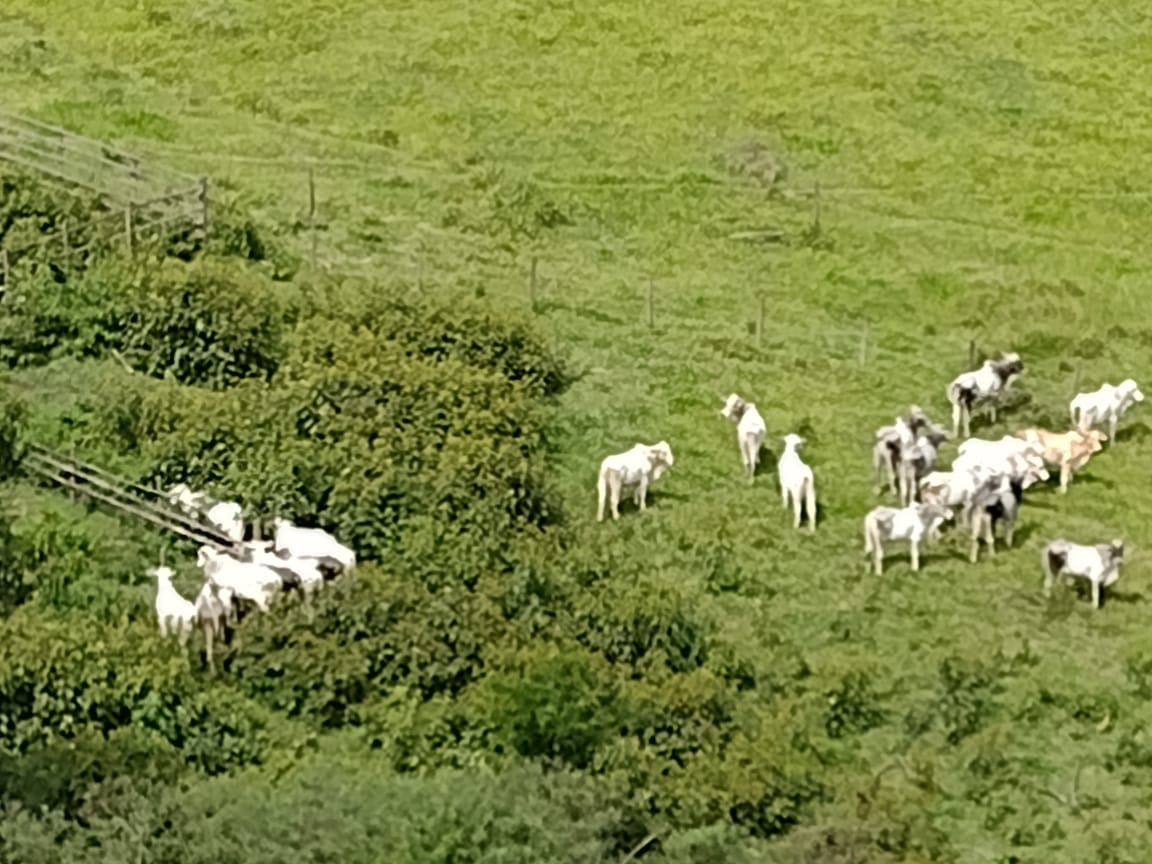 Fazenda de 339 ha em Natividade da Serra, SP