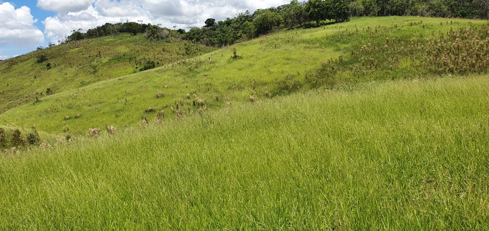 Fazenda de 339 ha em Natividade da Serra, SP