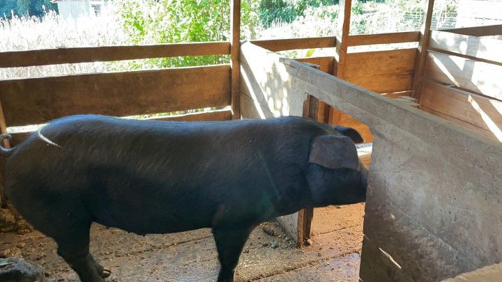 Chácara de 18 ha em Sapiranga, RS