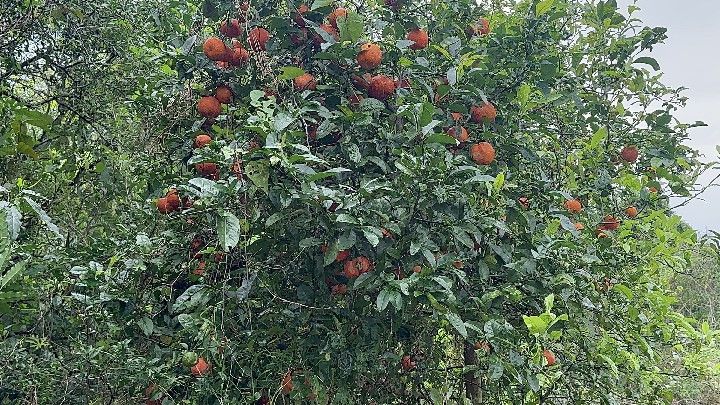 Chácara de 6.800 m² em Santo Antônio da Patrulha, RS