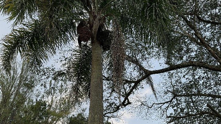 Chácara de 4 ha em Caraá, RS