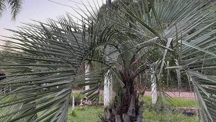 Chácara de 4 ha em Caraá, RS