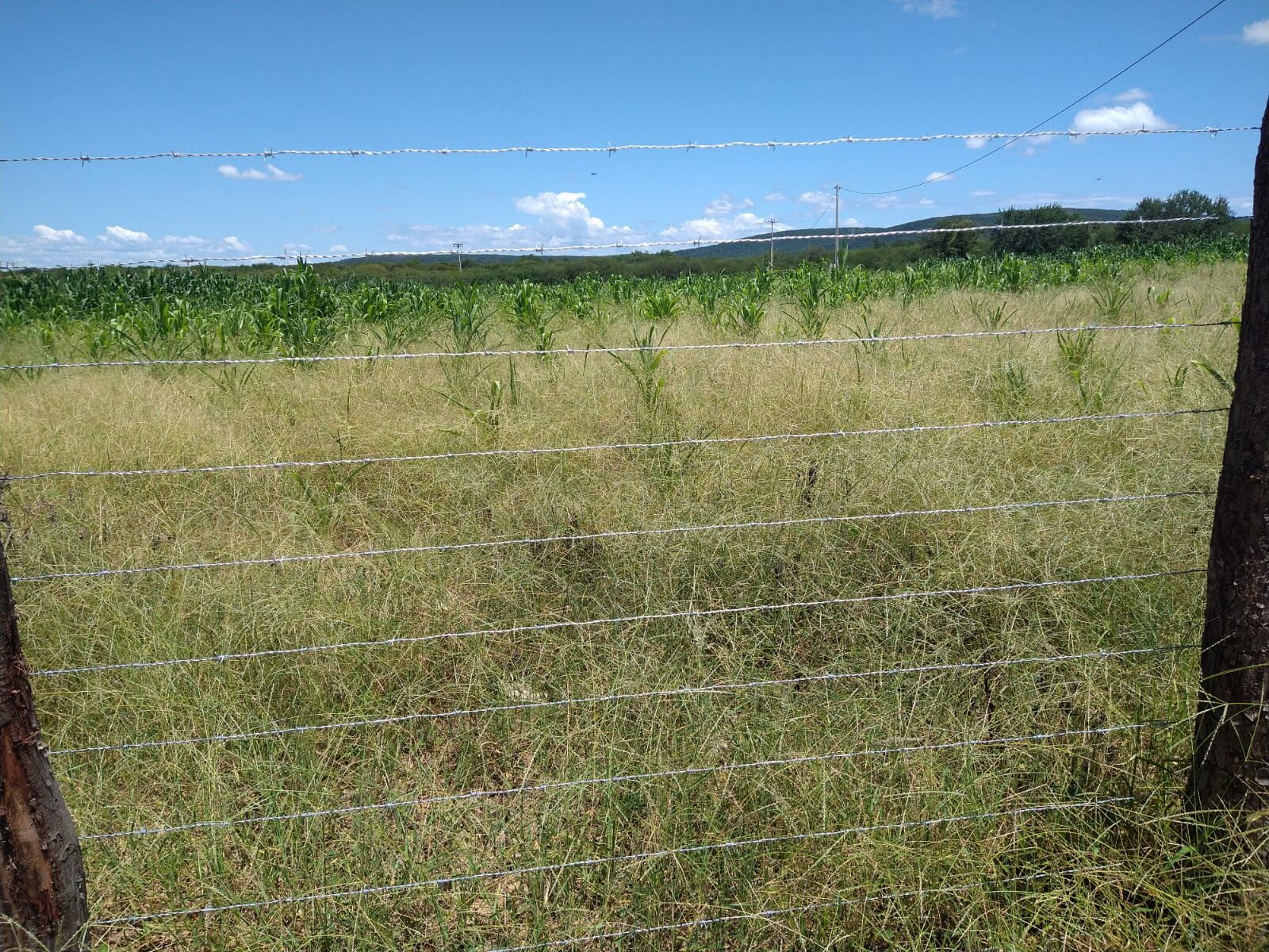 Fazenda de 1.550 ha em Ibotirama, BA