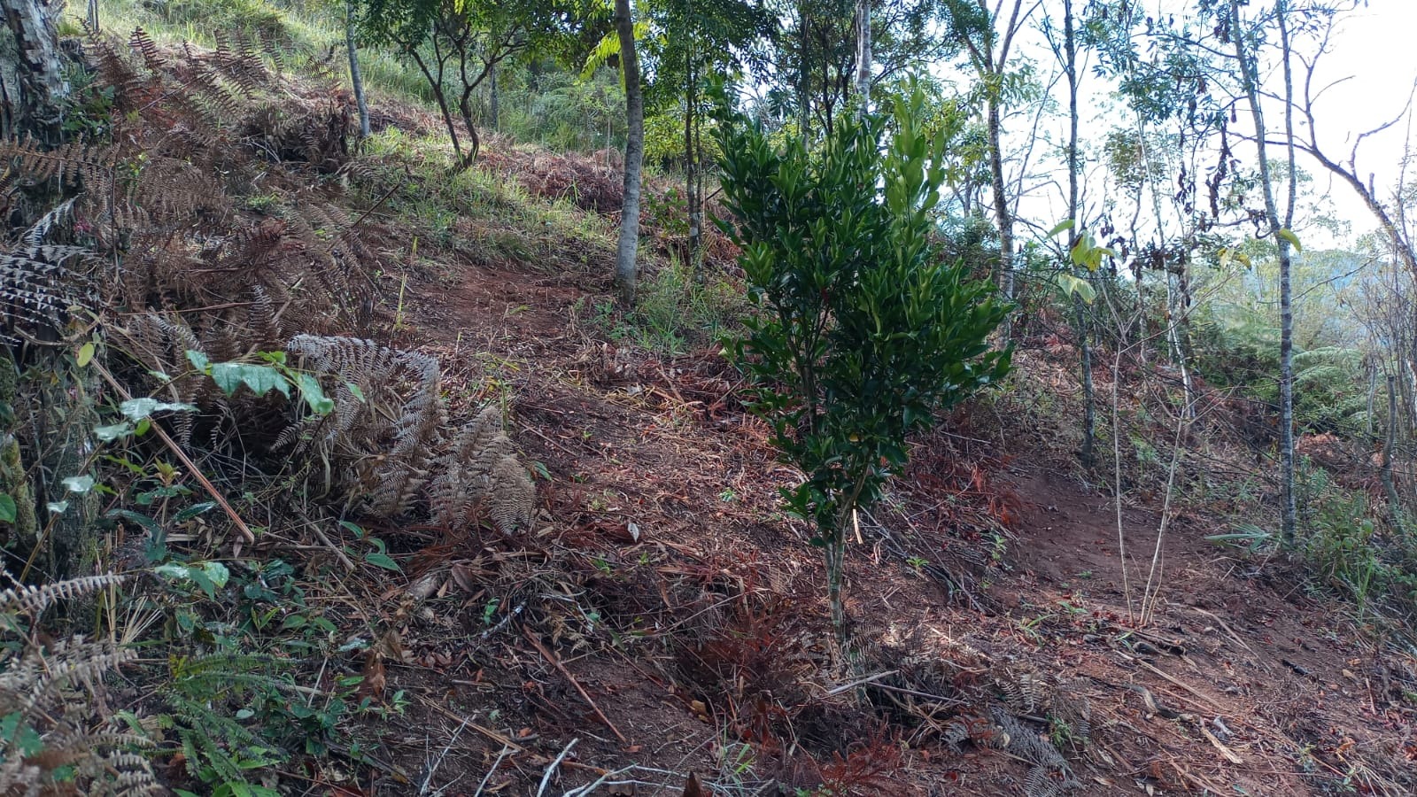 Chácara de 3 ha em Monteiro Lobato, SP