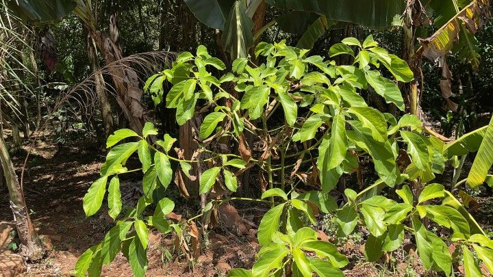 Terreno de 1.900 m² em Santo Antônio da Patrulha, RS