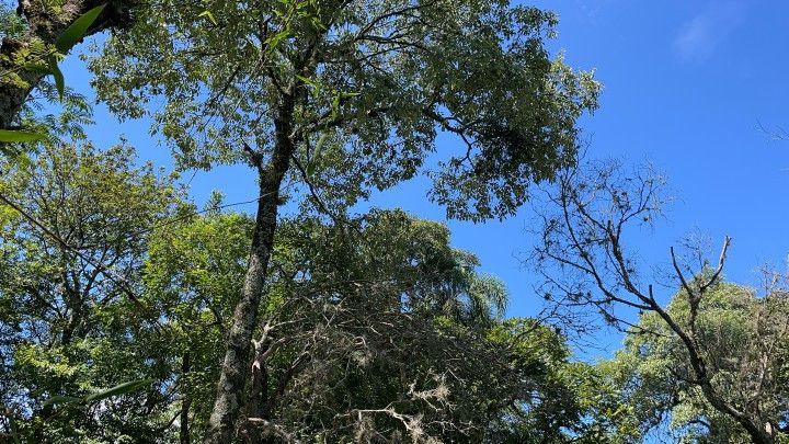 Sítio de 6 ha em Santo Antônio da Patrulha, RS