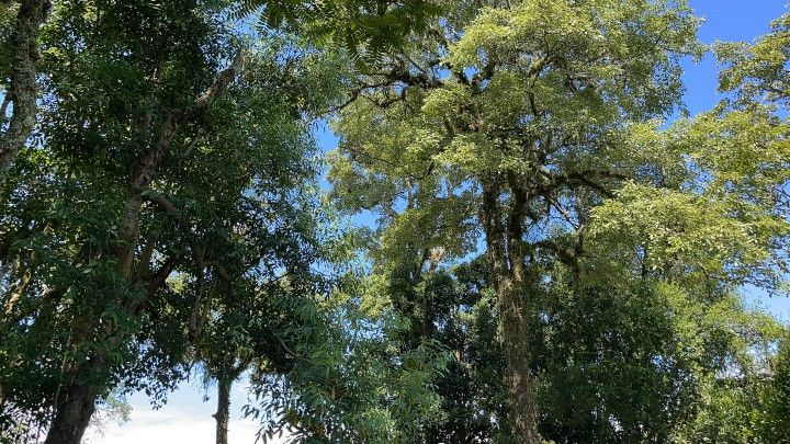 Sítio de 6 ha em Santo Antônio da Patrulha, RS