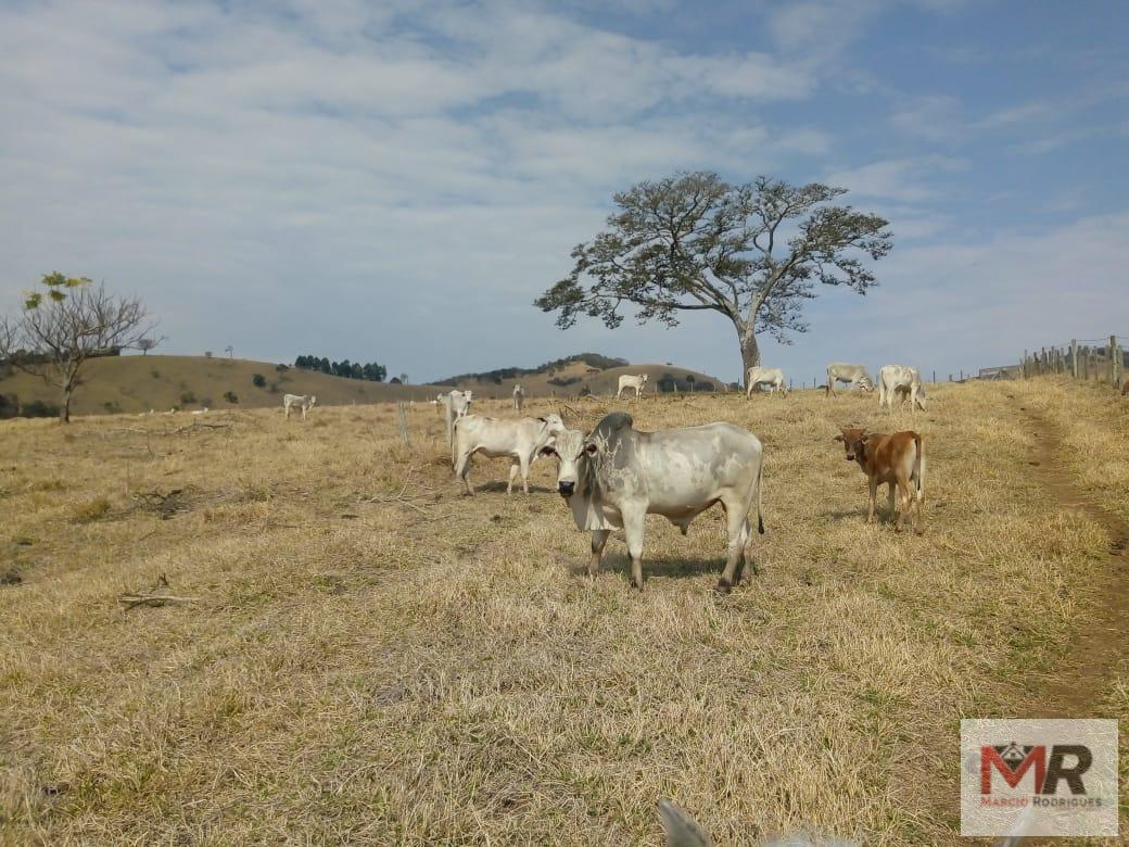 Fazenda de 48 ha em Cambuí, MG