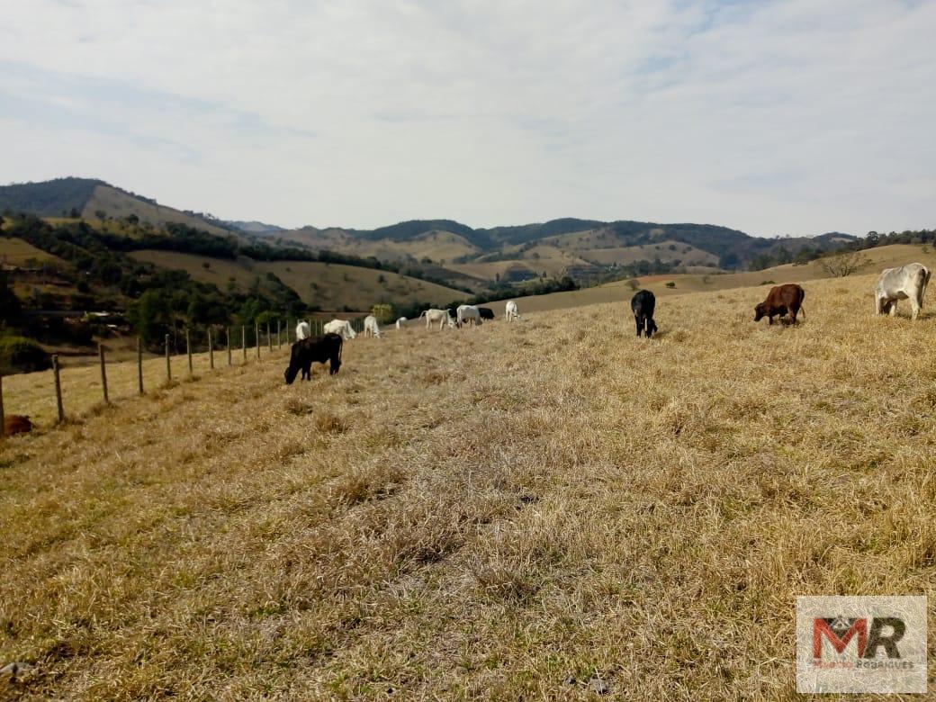 Fazenda de 48 ha em Cambuí, MG