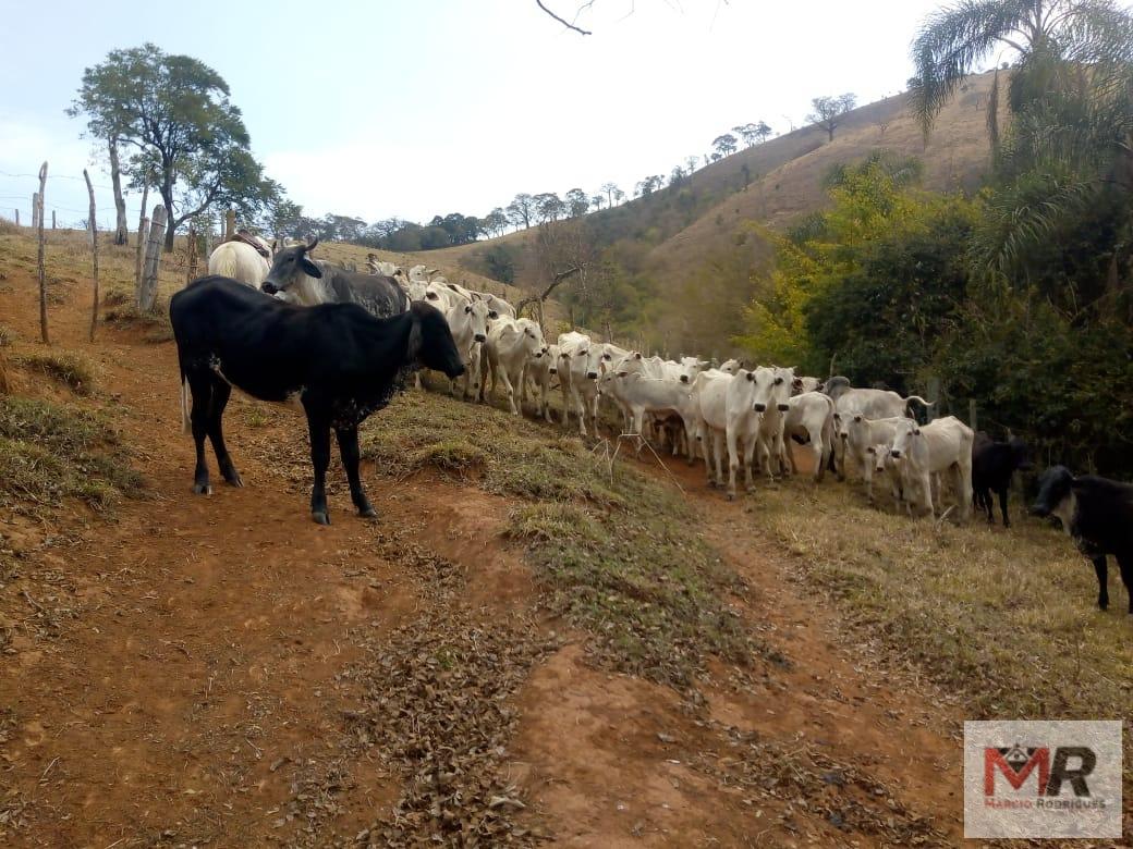 Fazenda de 48 ha em Cambuí, MG