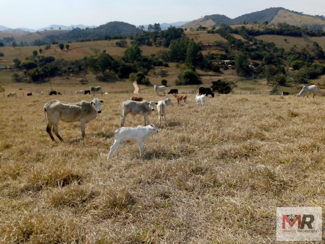 Fazenda de 48 ha em Cambuí, MG