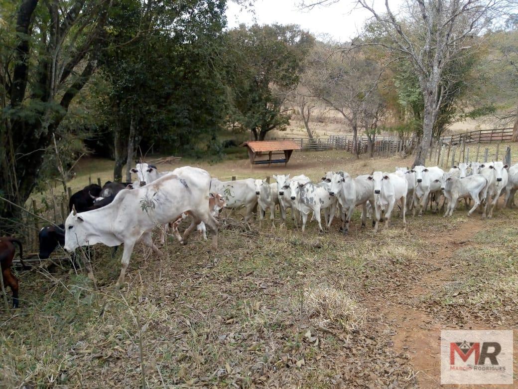 Fazenda de 48 ha em Cambuí, MG