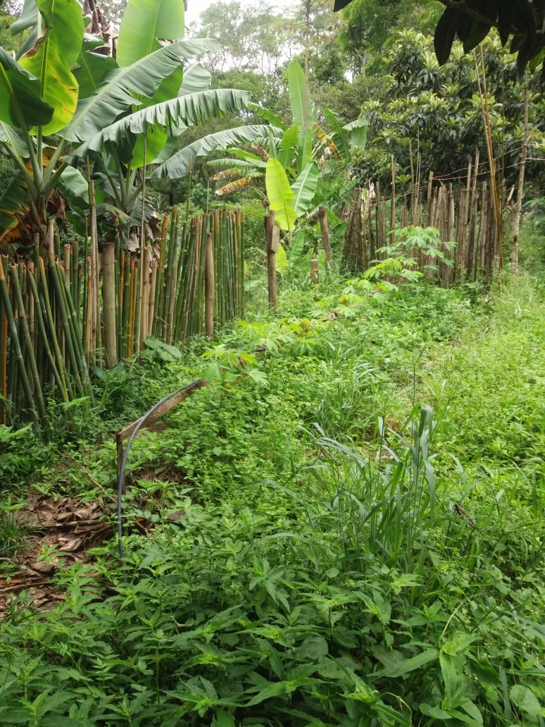 Chácara de 5.000 m² em Monteiro Lobato, SP