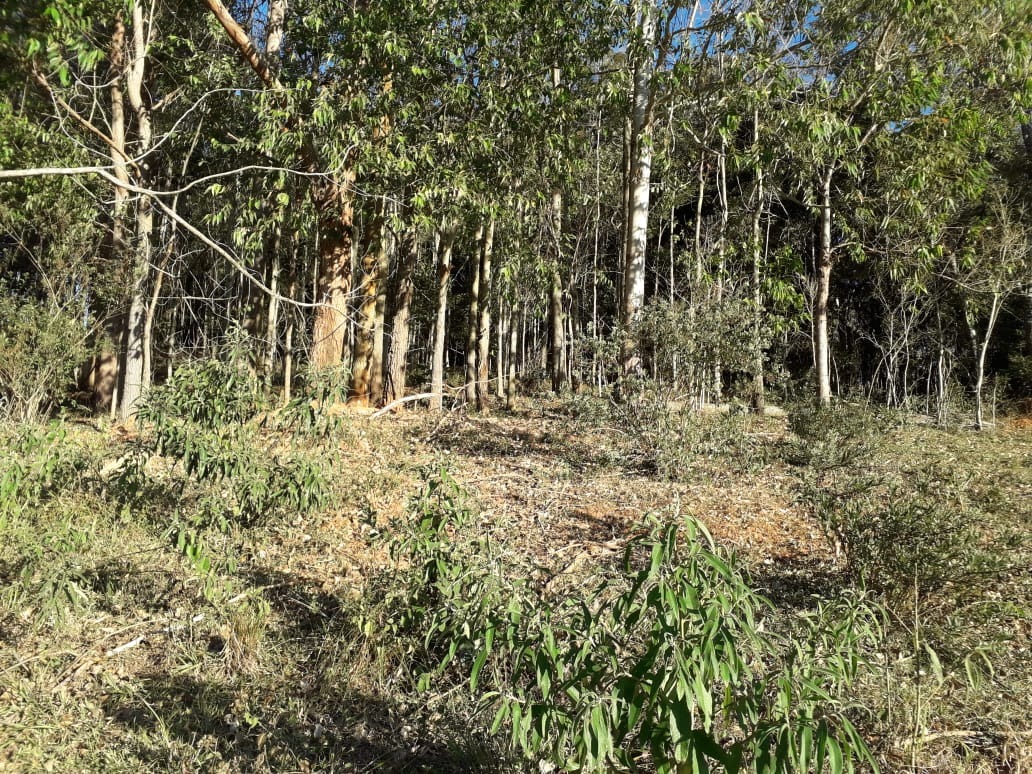 Terreno de 5 ha em Santo Antônio do Pinhal, SP