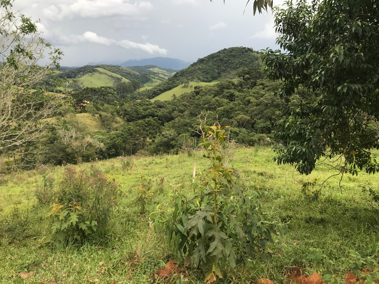 Terreno de 5 ha em Santo Antônio do Pinhal, SP