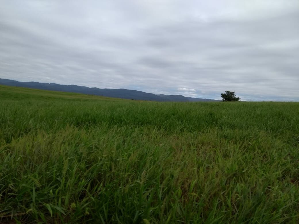 Fazenda de 496 ha em Andaraí, BA