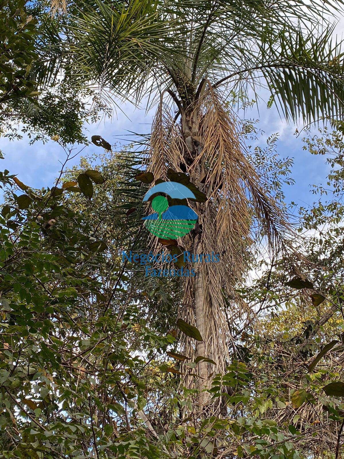 Fazenda de 160 ha em Niquelândia, GO