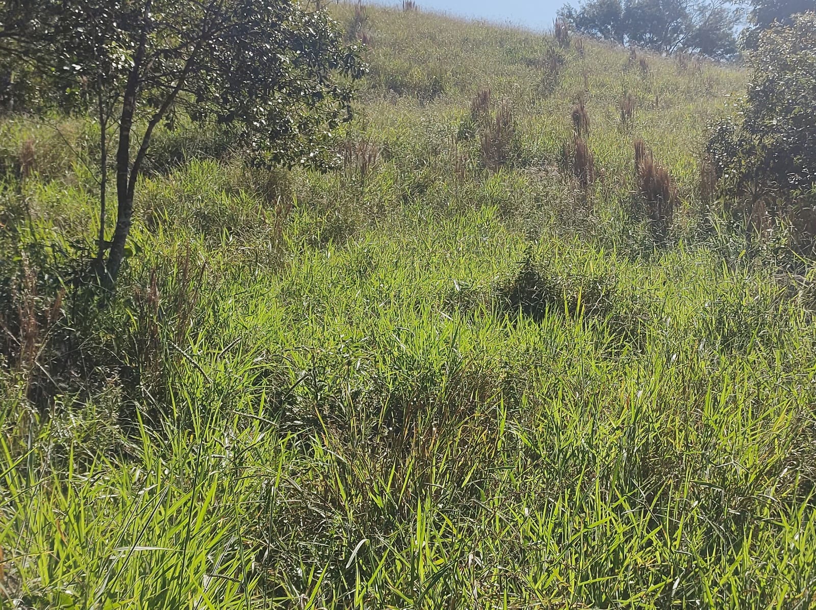 Chácara de 2 ha em São José dos Campos, SP