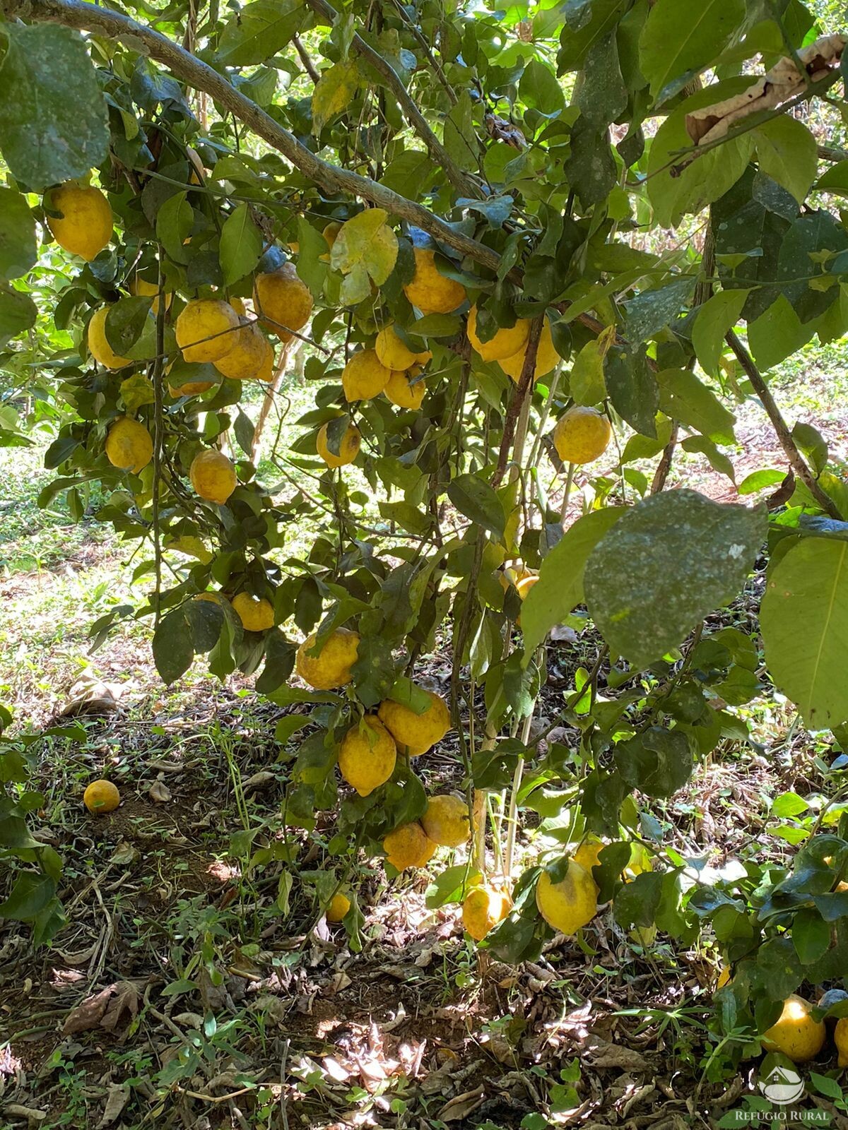 Chácara de 4 ha em São José dos Campos, SP