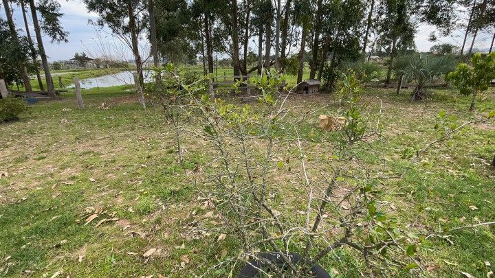 Chácara de 6.800 m² em Santo Antônio da Patrulha, RS