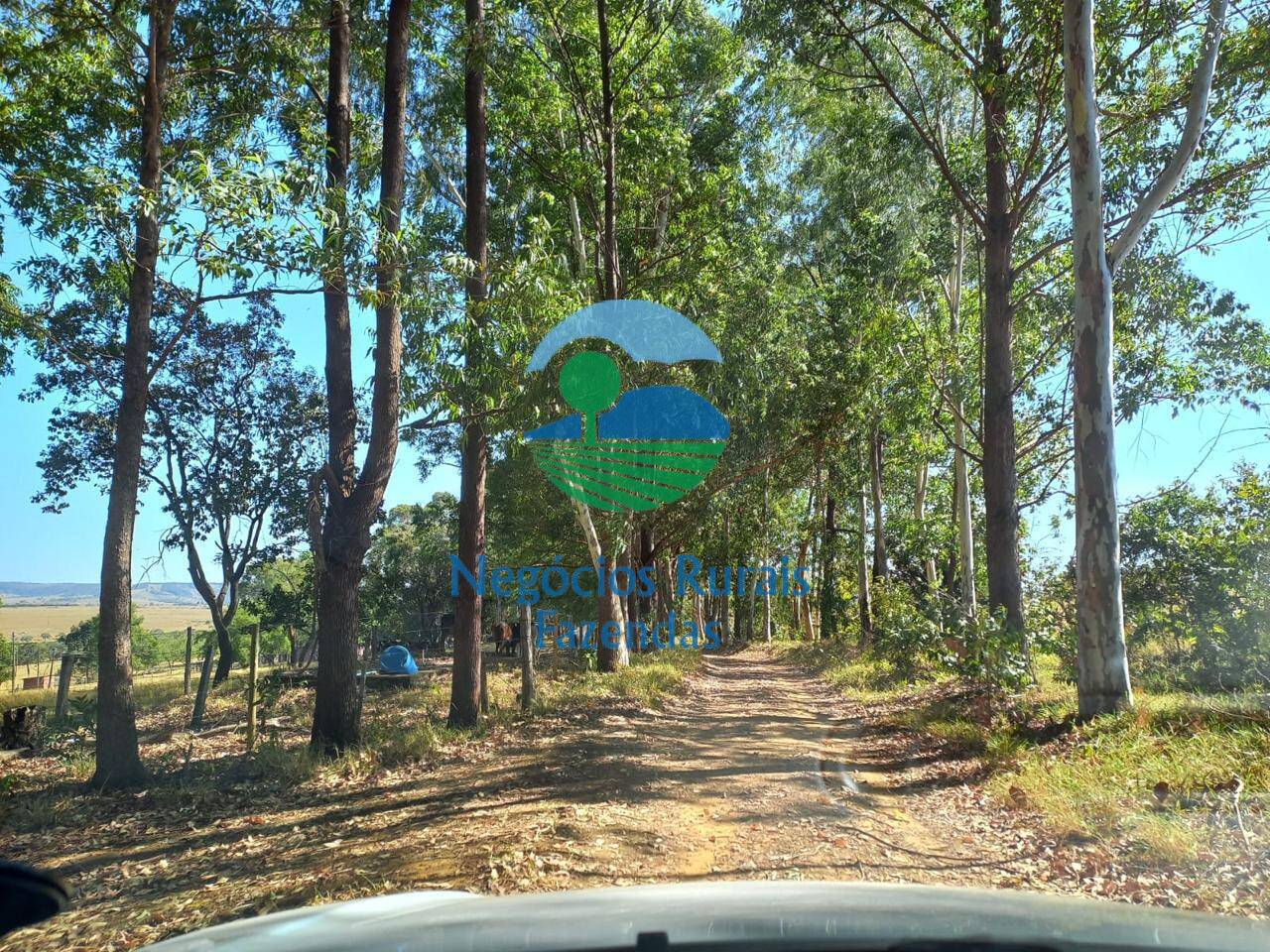 Fazenda de 208 ha em Anápolis, GO