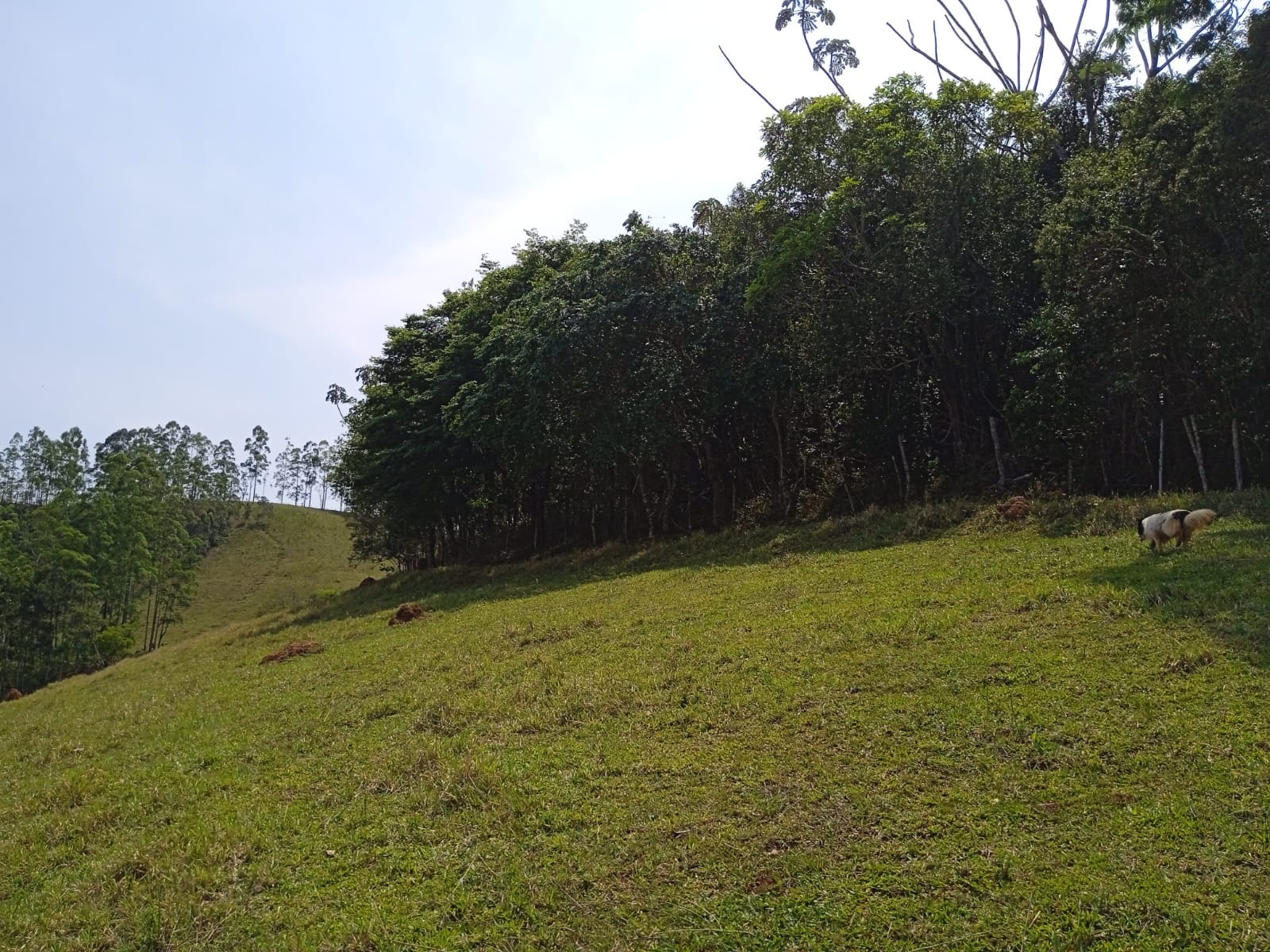 Terreno de 12 ha em Paraibuna, SP