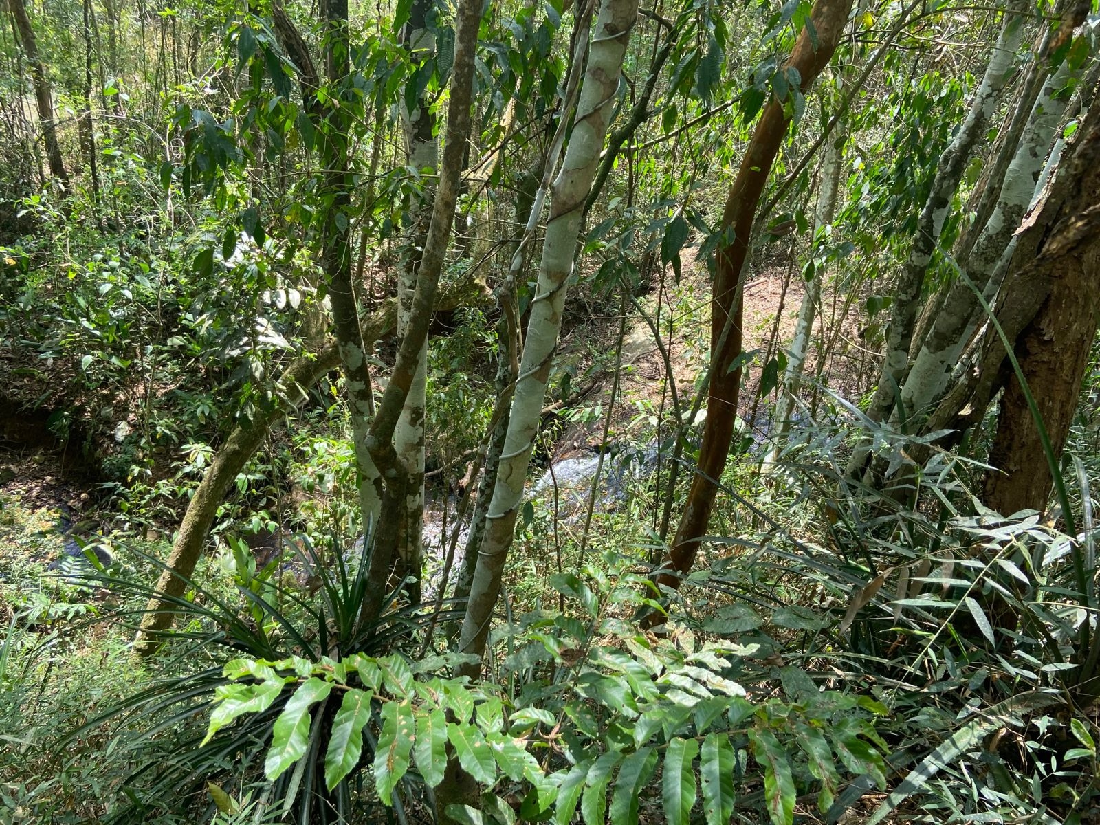 Chácara de 1 ha em Monteiro Lobato, SP