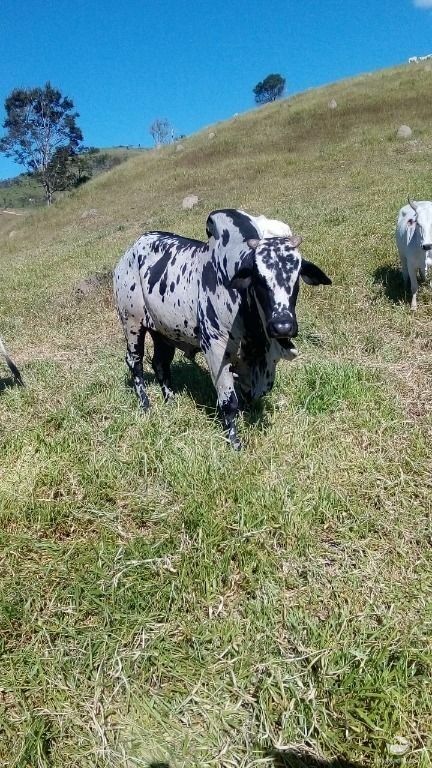 Fazenda de 283 ha em Caçapava, SP