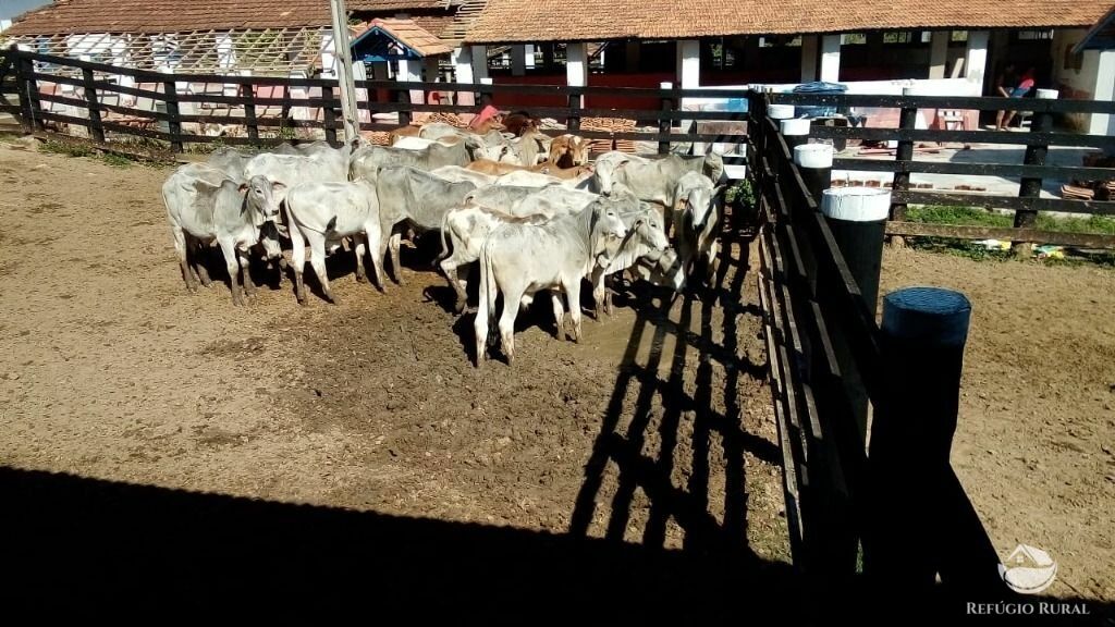 Fazenda de 283 ha em Caçapava, SP