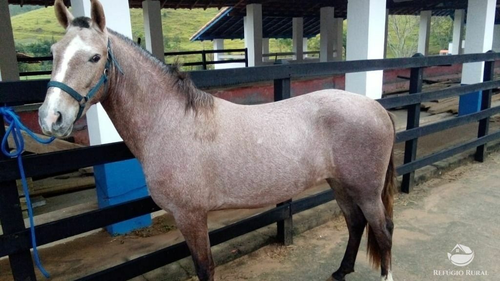 Fazenda de 283 ha em Caçapava, SP