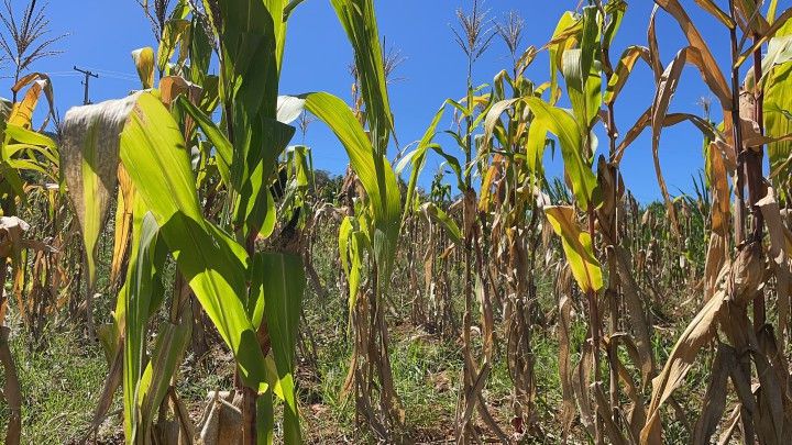 Chácara de 2.080 m² em Santo Antônio da Patrulha, RS