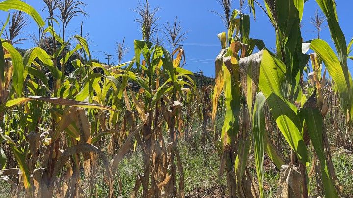 Chácara de 2.080 m² em Santo Antônio da Patrulha, RS