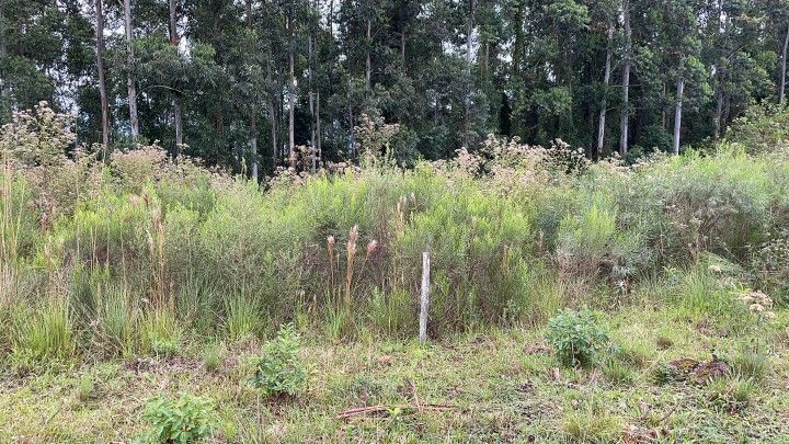 Chácara de 3 ha em Rolante, RS