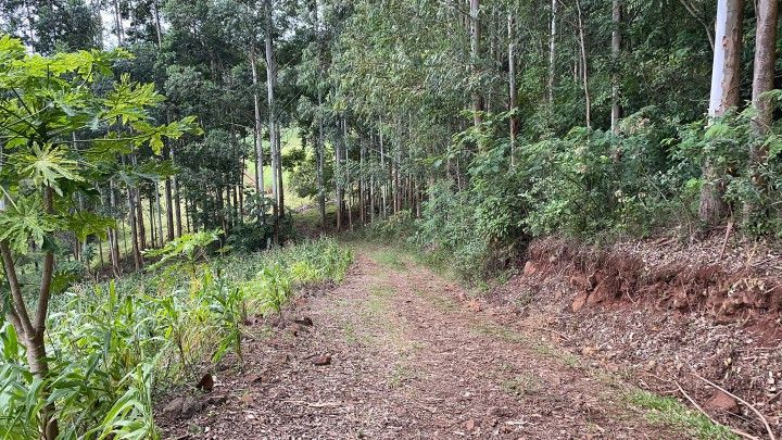 Chácara de 3 ha em Rolante, RS