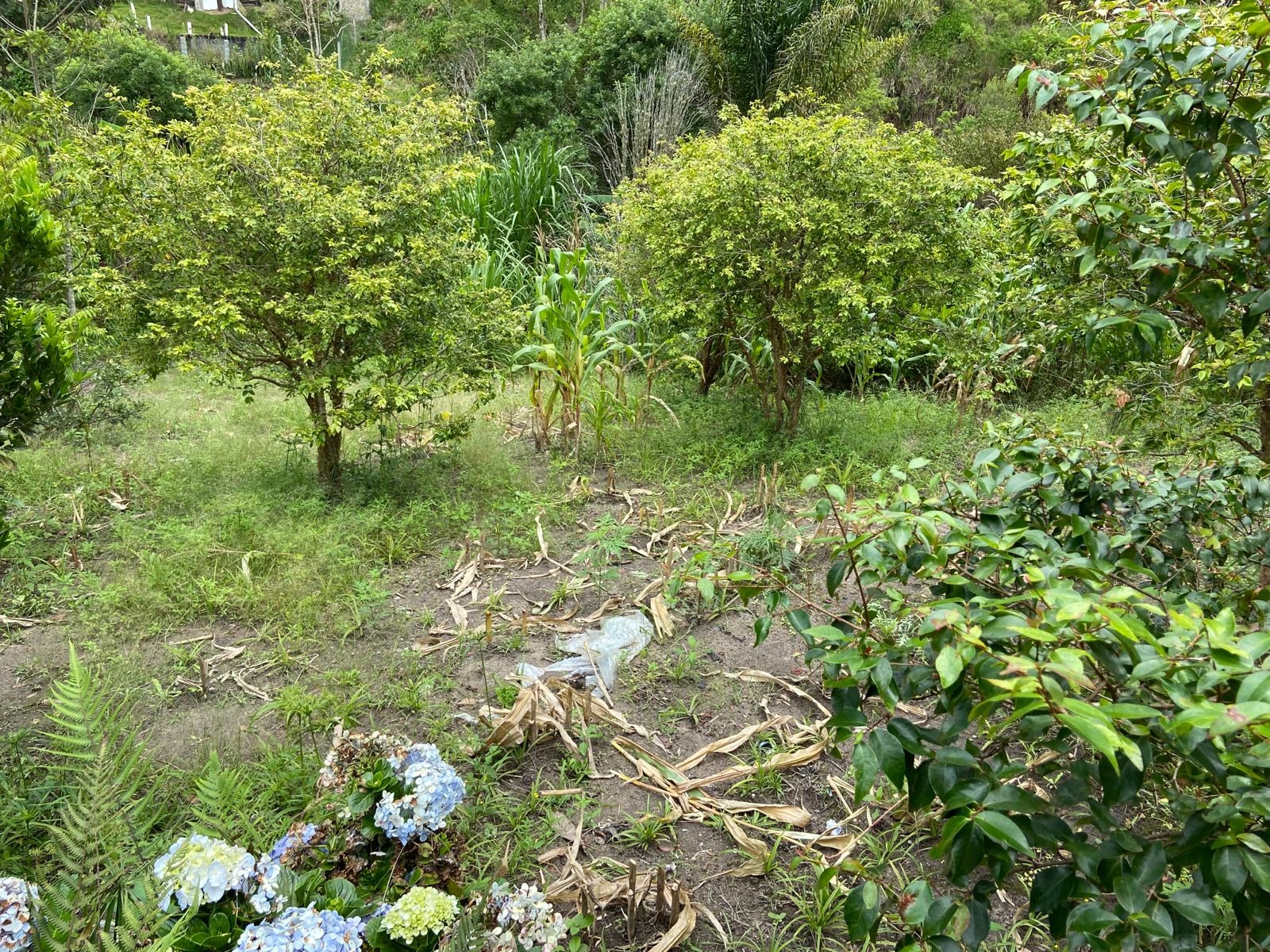 Sítio de 39 ha em São Luiz do Paraitinga, SP