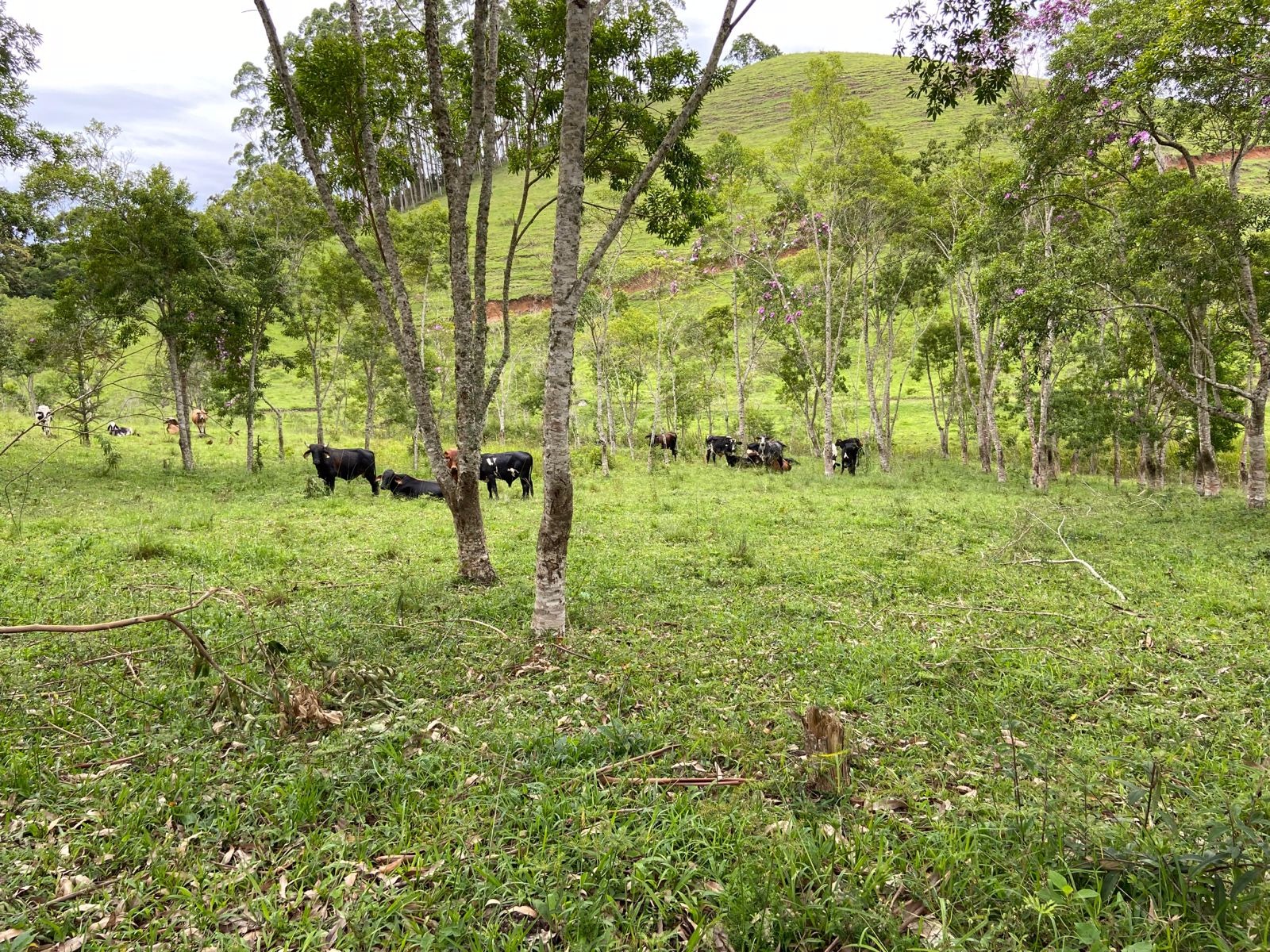 Sítio de 39 ha em São Luiz do Paraitinga, SP