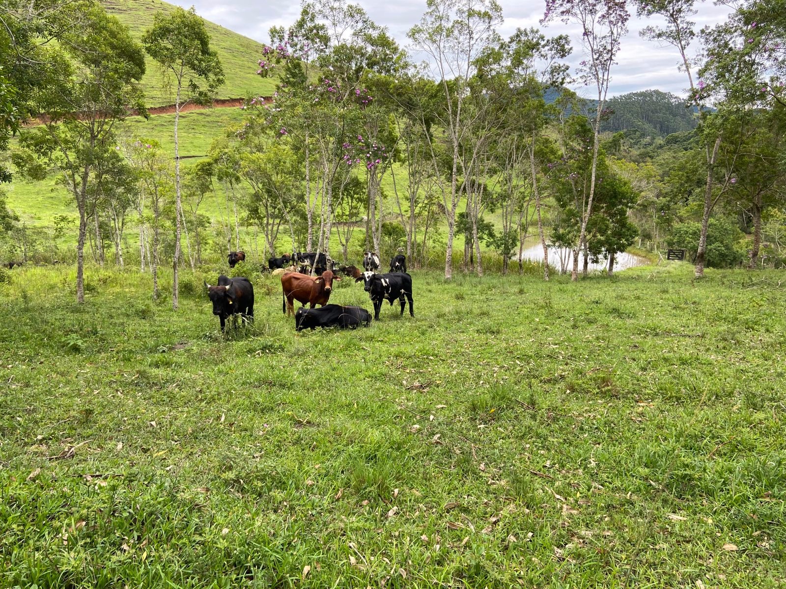 Sítio de 39 ha em São Luiz do Paraitinga, SP