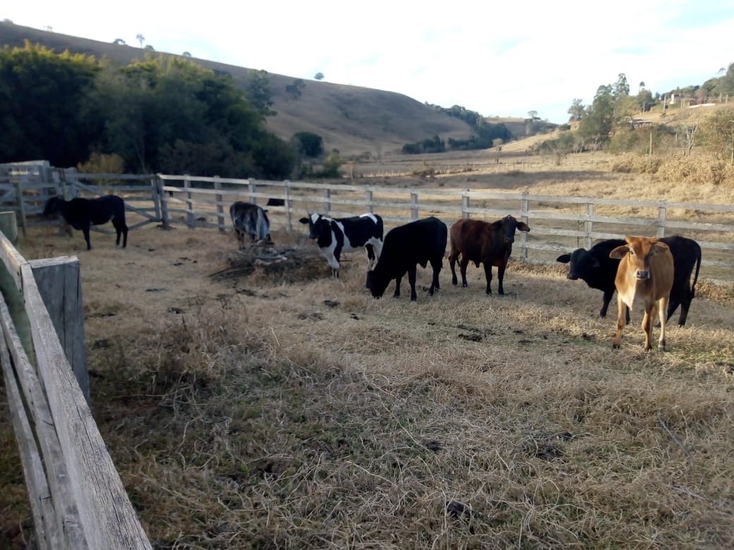 Fazenda de 53 ha em Cambuí, MG