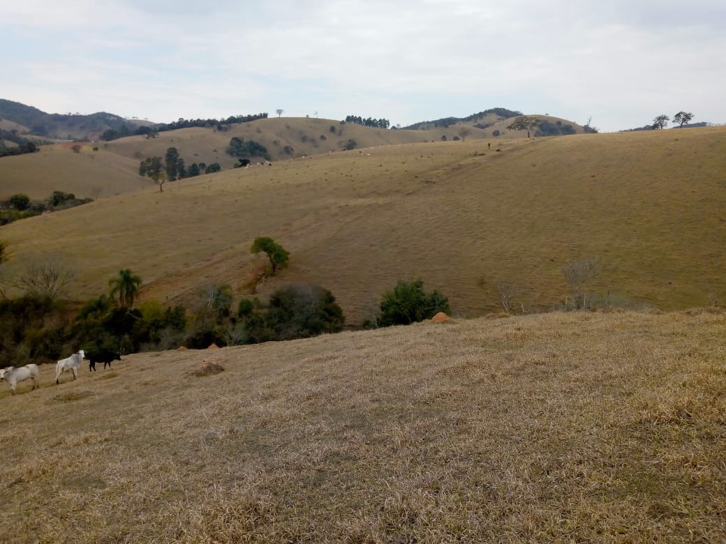 Fazenda de 53 ha em Cambuí, MG