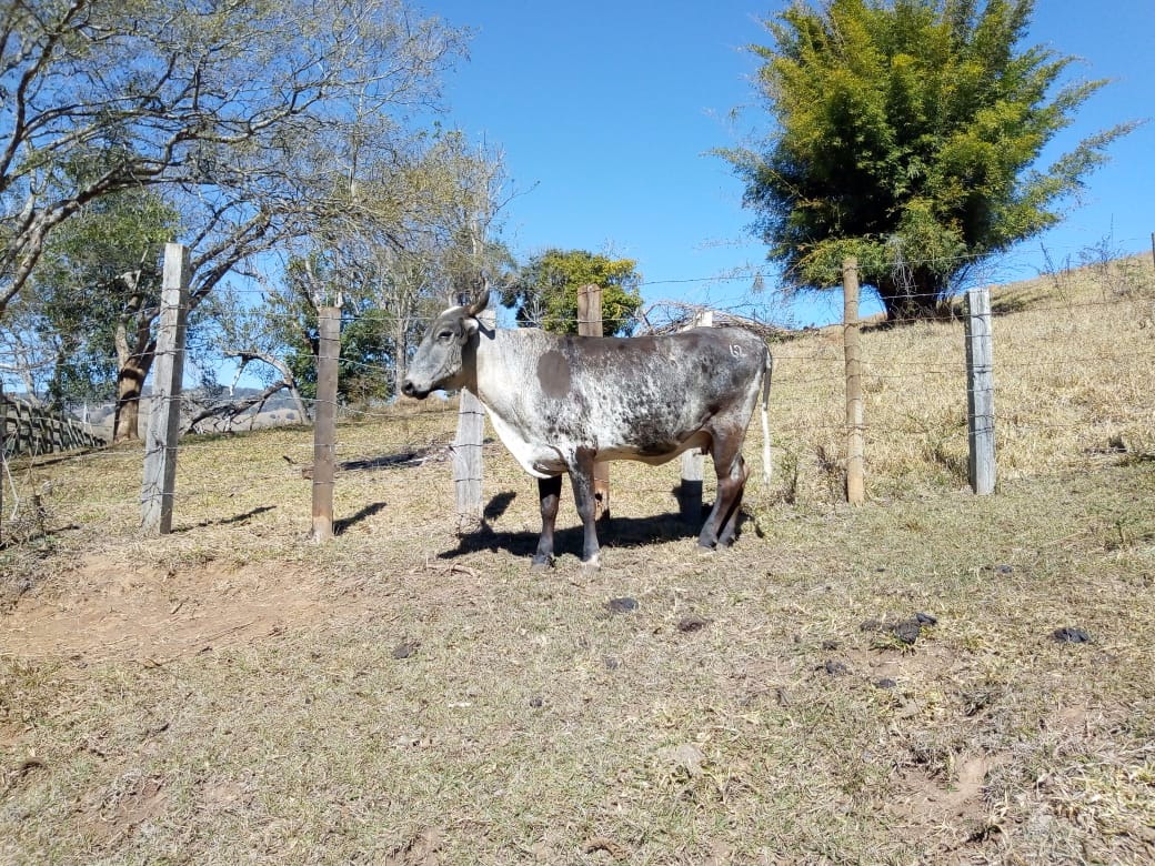 Fazenda de 53 ha em Cambuí, MG