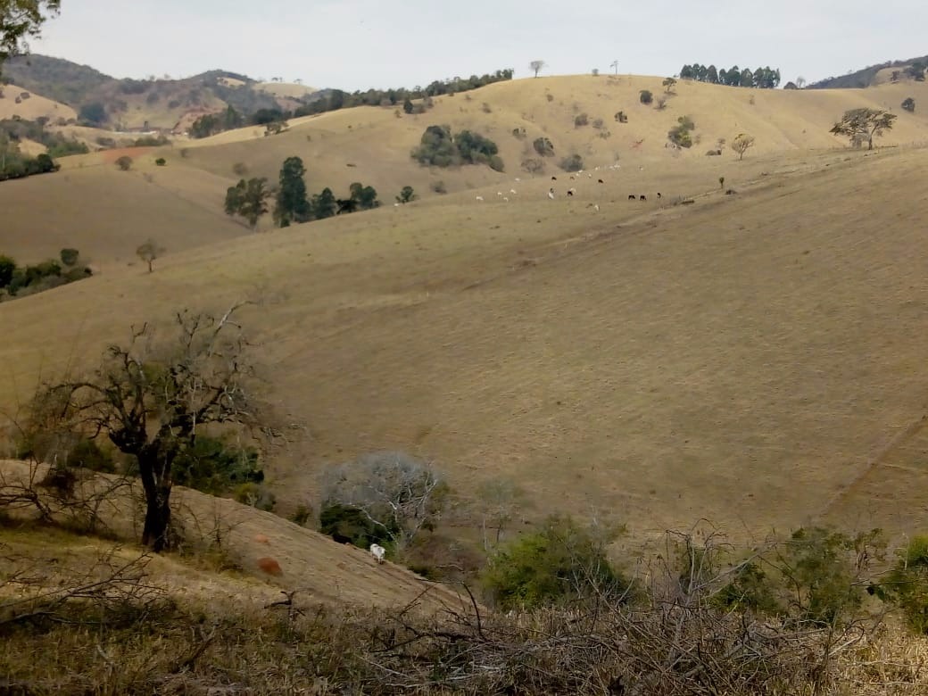 Fazenda de 53 ha em Cambuí, MG