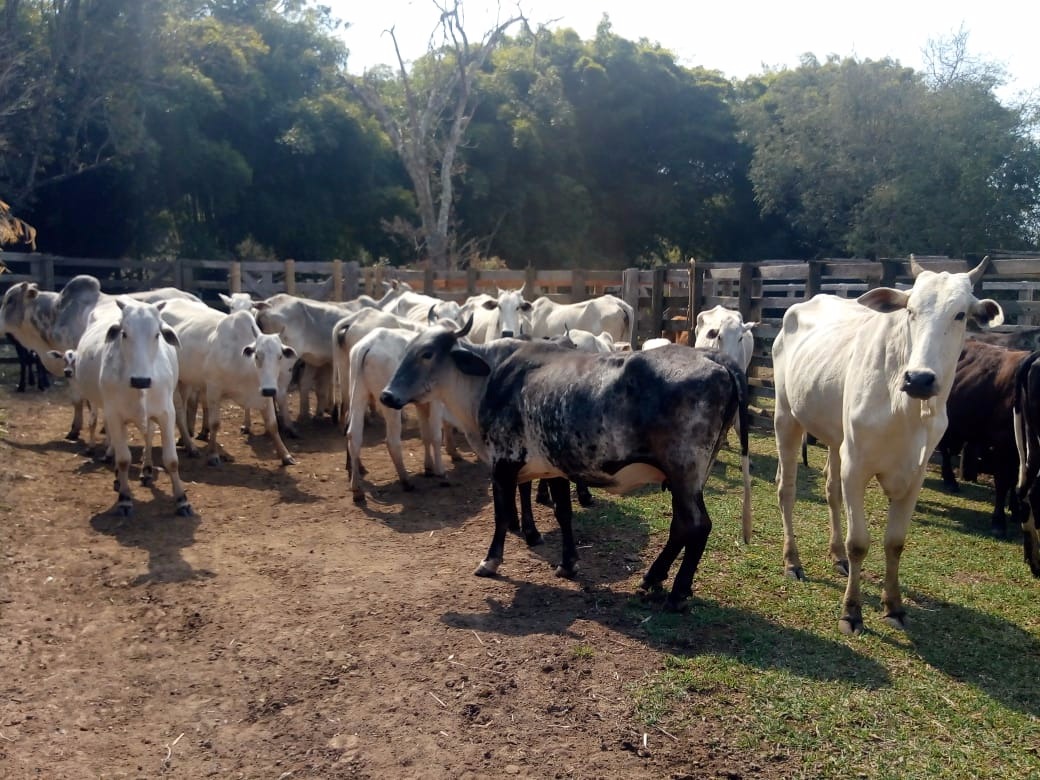 Fazenda de 53 ha em Cambuí, MG