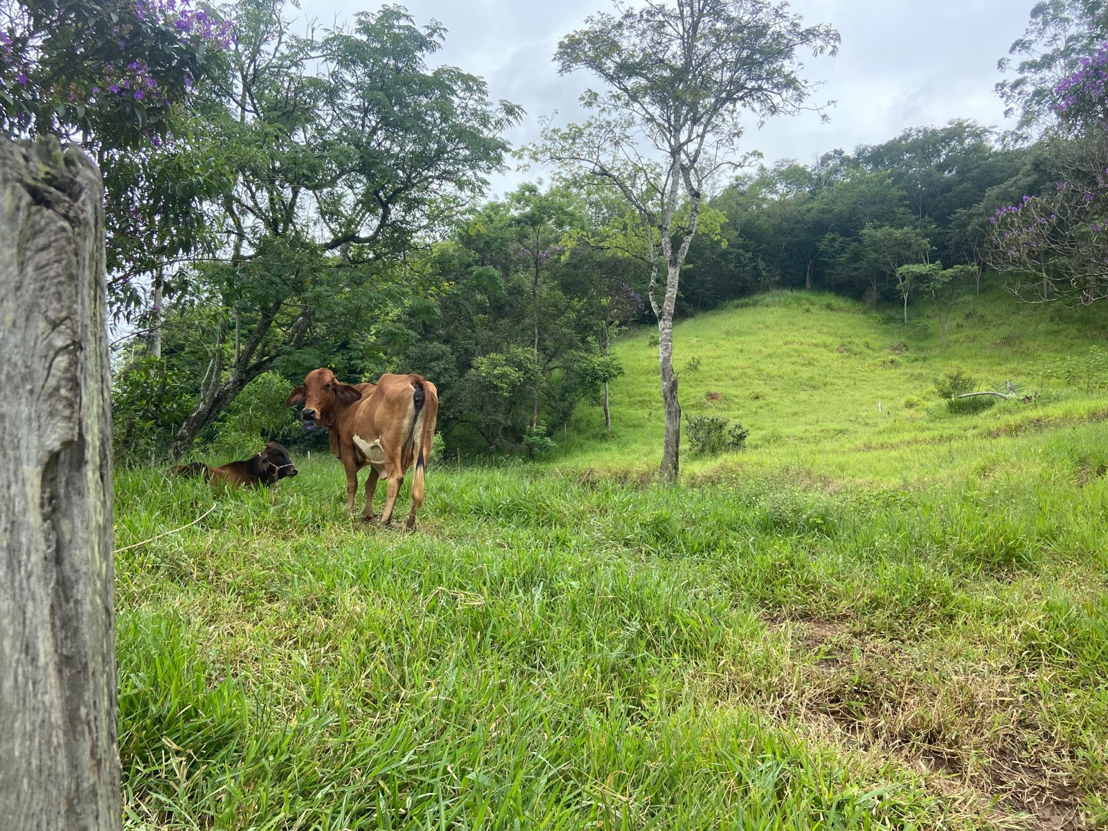 Terreno de 2 ha em São José dos Campos, SP