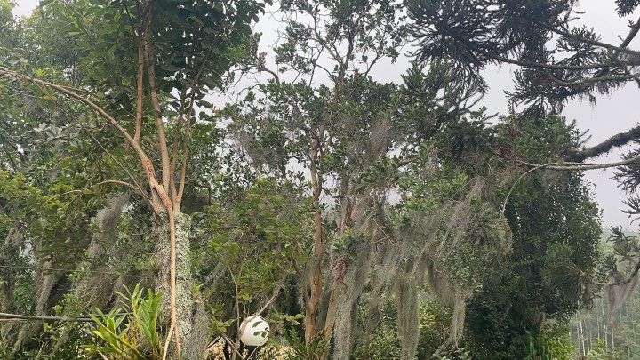 Fazenda de 81 ha em Maquiné, RS