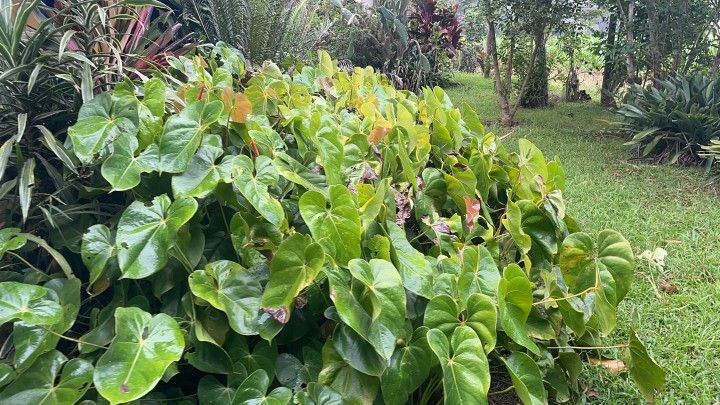 Fazenda de 81 ha em Maquiné, RS