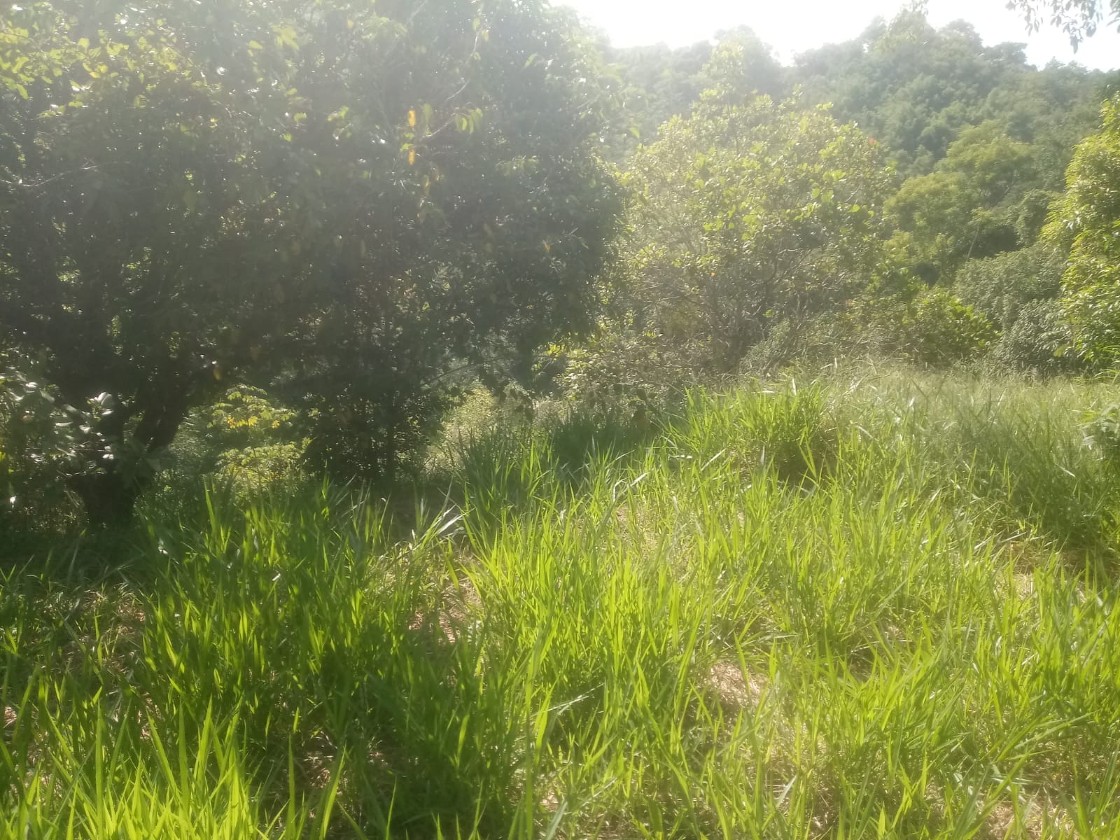 Sítio de 8 ha em São José dos Campos, SP