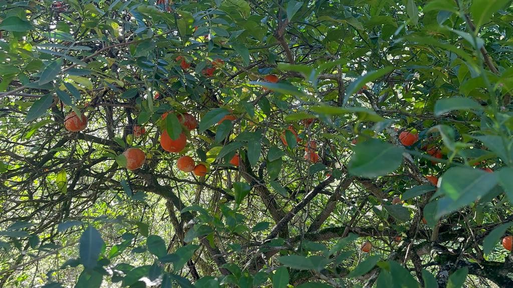 Chácara de 3.400 m² em Eldorado do Sul, RS