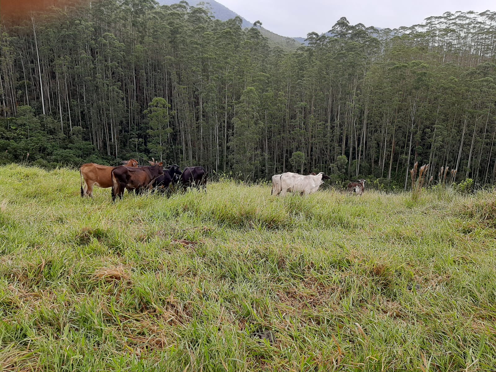 Sítio de 24 ha em São José dos Campos, SP